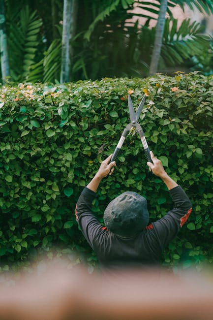 A person wearing a dark hat and long-sleeved black shirt is trimming a neatly maintained, dense hedge with a pair of hedge shears, raising the tools above their head as they shape the foliage. The hed